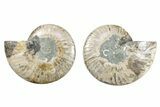 Cut & Polished, Crystal-Filled Ammonite Fossil - Madagascar #282593-1